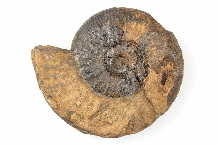Iron Replaced Ammonite Fossil - Boulemane, Morocco #196589